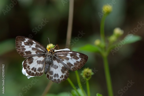 Butterfly from the Taiwan (Abraximorpha davidii) White skipper butterfly photo