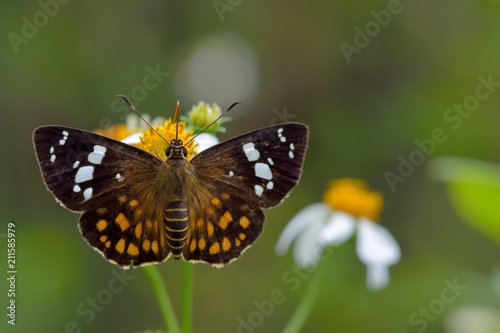Butterfly from the Taiwan (Celaenorrhinus maculosus) Large meteor hesperiids butterfly 