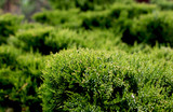 Cossack juniper ( lat. Juniperus sabina). Shearing of the juniper with gardening scissors, Soft focus. Garden art/ design/ landscape. Topiary. Blurred background with juniper.
