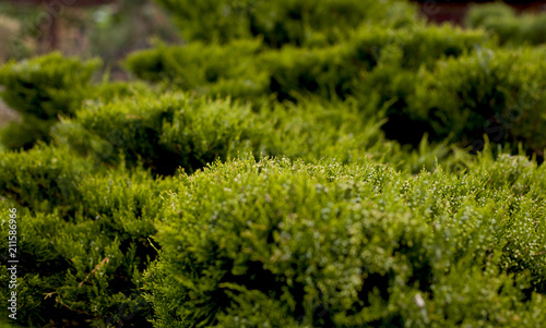 Cossack juniper ( lat. Juniperus sabina). Shearing of the juniper with gardening scissors, Soft focus. Garden art/ design/ landscape. Topiary. Blurred background with juniper.