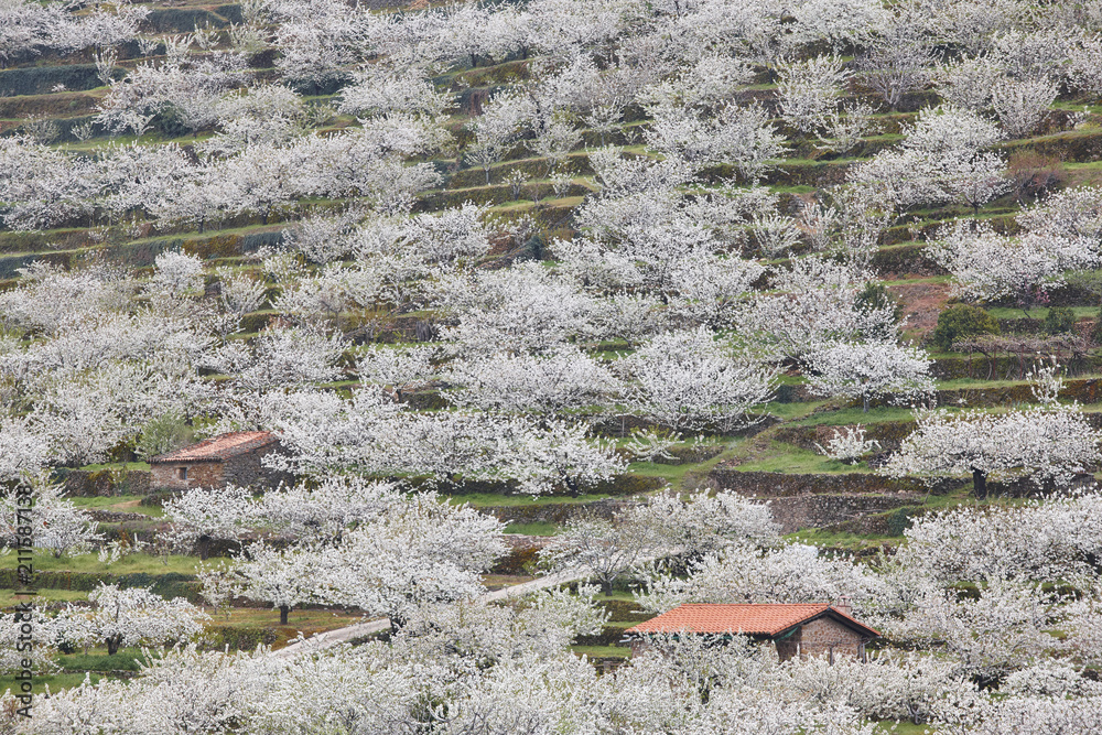 Fototapeta premium Cherry blossom in Jerte Valley, Caceres. Spring in Spain