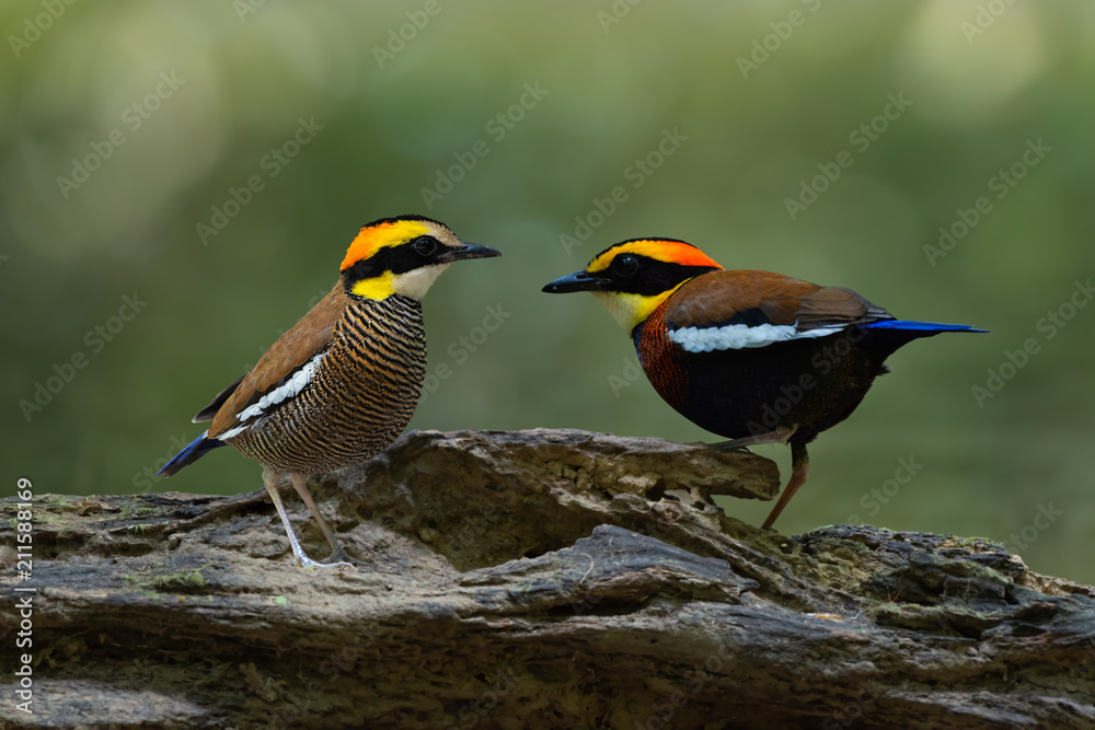 Fototapeta premium Birds pair lover in nature..Malayan banded pitta bird male and female perching closely on log looking at each other with natural green bokeh background.