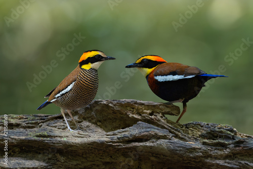 Birds pair lover in nature..Malayan banded pitta bird male and female perching closely on log looking at each other with natural green bokeh background. © sbw19