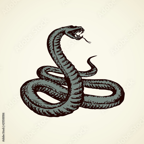 Snake. Vector drawing