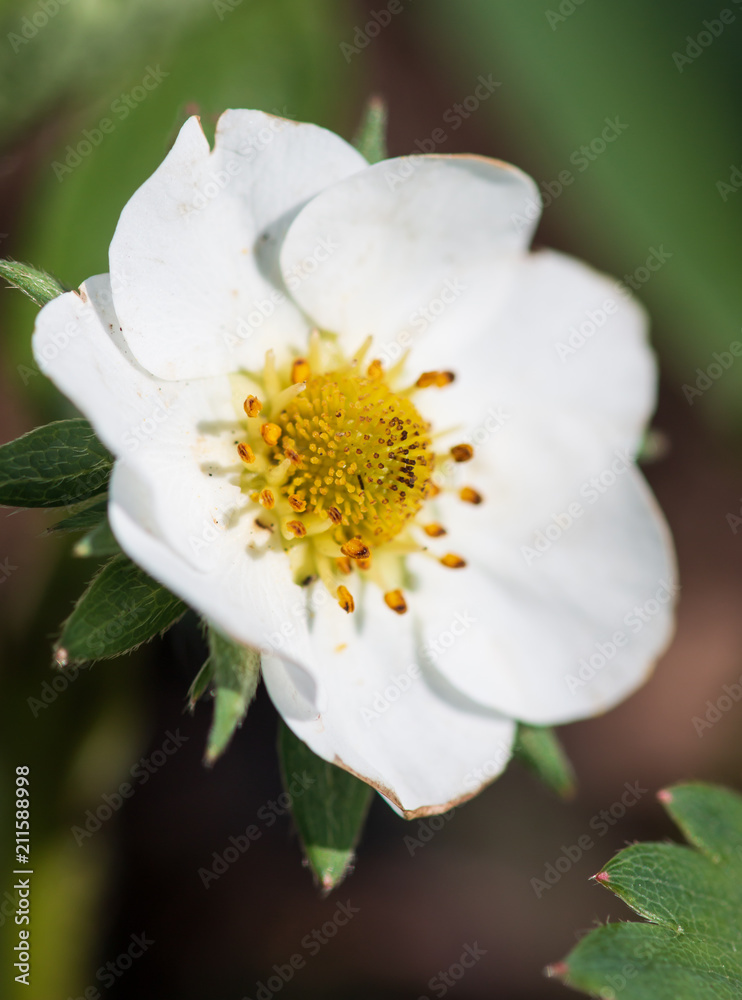 white strawberry flower