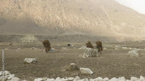 Local farmers carry heavy haystacks on the heads in Nepal. Manaslu area.