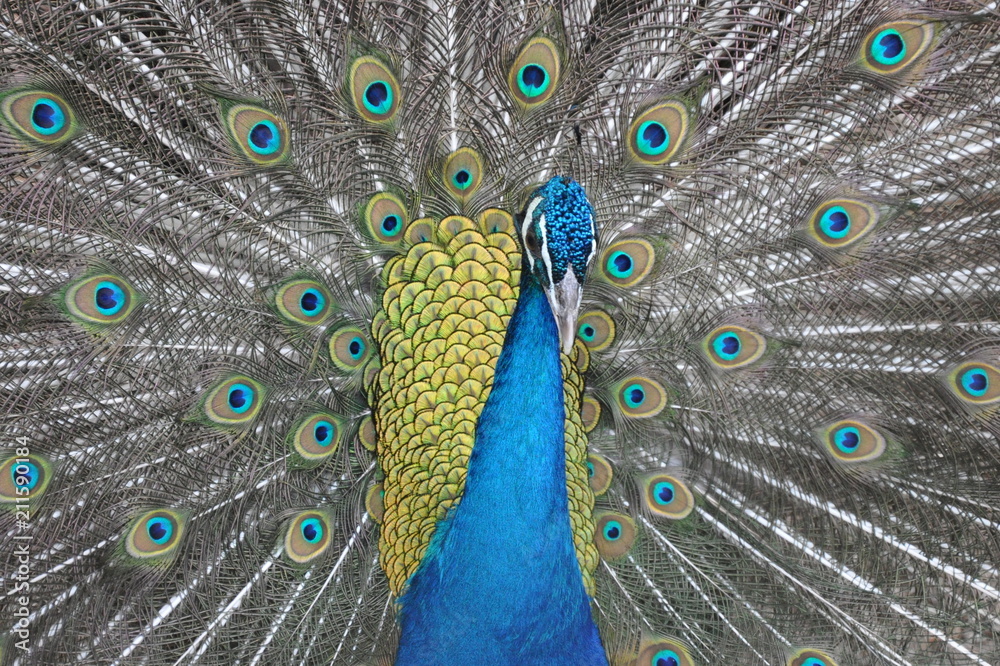 Obraz premium Peacock bird with displaying colourful tail feathers 