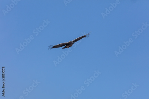 Condor flying  in Peru