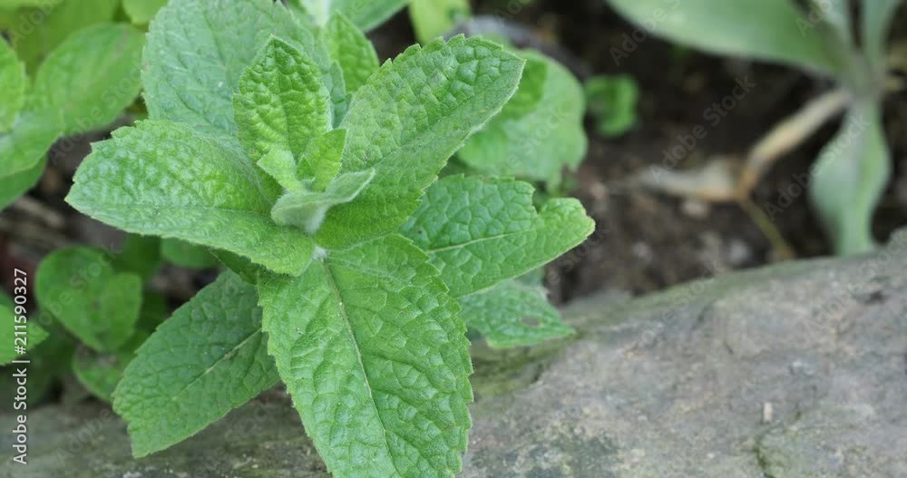 Mint leaves background. Mint leaf green plants. Mint leaves background. Mint leaf green plants.