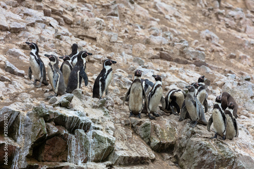 Ballestas Islands, Perù