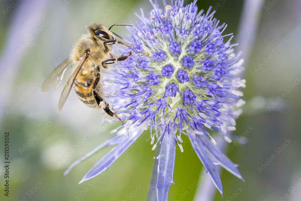Bee pollinating Blue Stem Sea Holly - Eryngium palmatum Bee pollinating Blue Stem Sea Holly - Eryngium palmatum