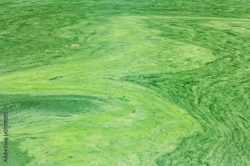 Algae swirl bright on water
