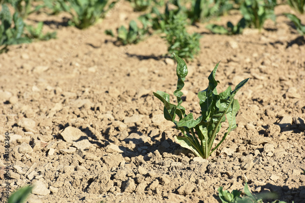 agriculture secheresse terre culture agriculture secheresse terre culture