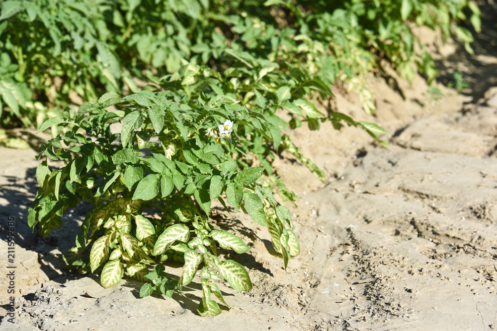 agriculture secheresse terre culture agriculture secheresse terre culture