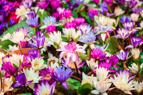 Many beautiful lotus flowers in the pond is full bloom and bright green foliage surface. Pink water lily.