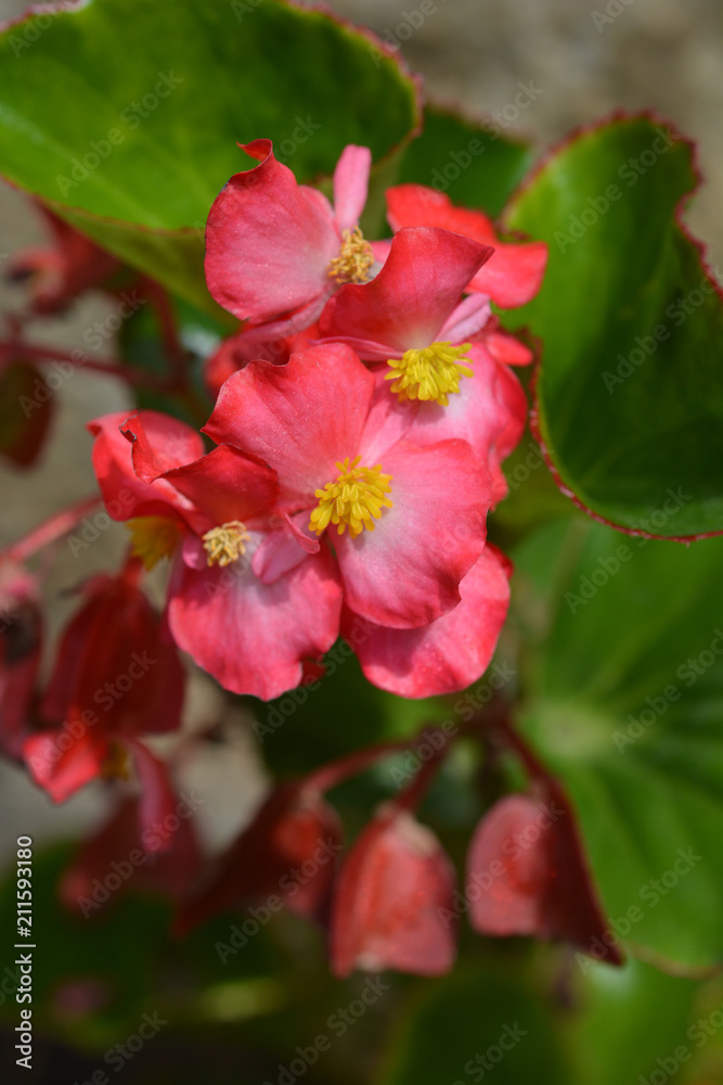 Dragon wing red begonia Dragon wing red begonia