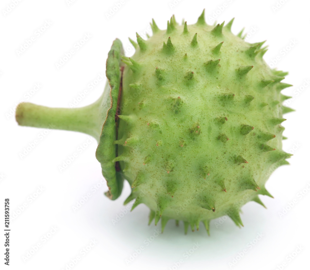 Medicinal Datura fruit Medicinal Datura fruit