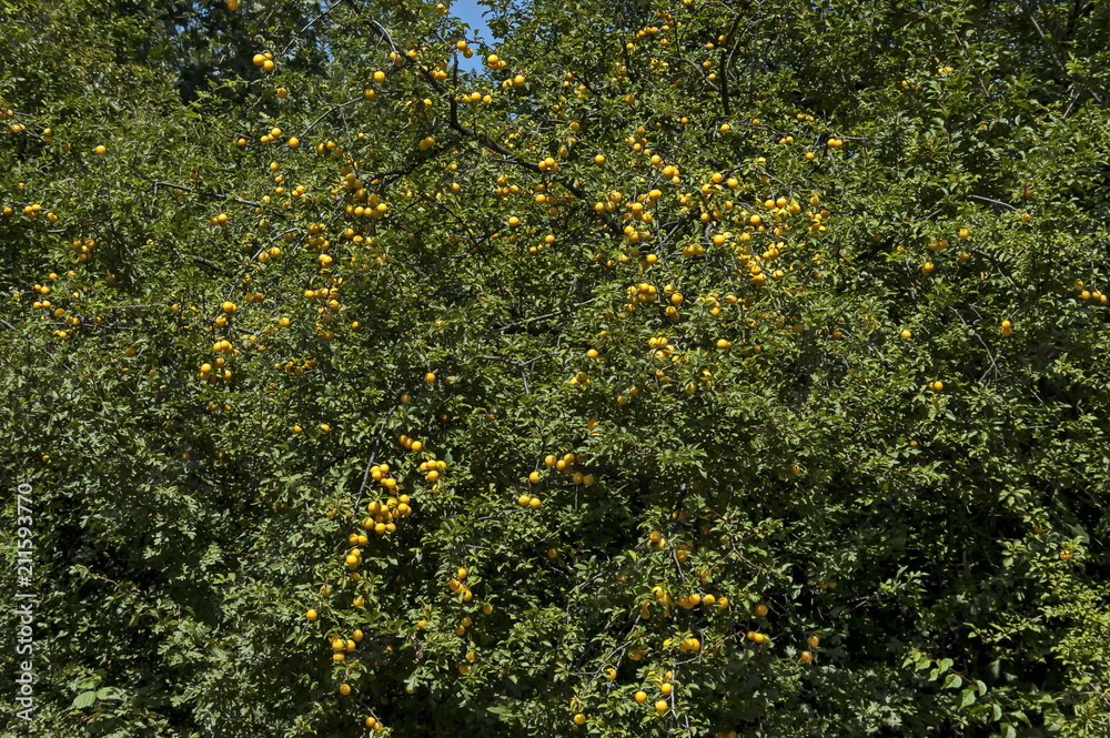 Ripe yellow fruits of wild plum growing in the nature on sunny day, Vakarel village, Bulgaria