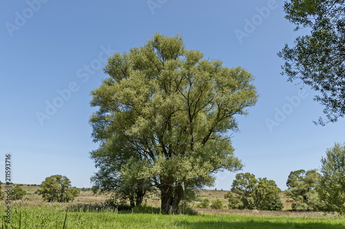 Landscape of summer nature with green glade  flower  forest and big White willow or Salix alba tree  Sredna Gora mountain   Ihtiman  Bulgaria 