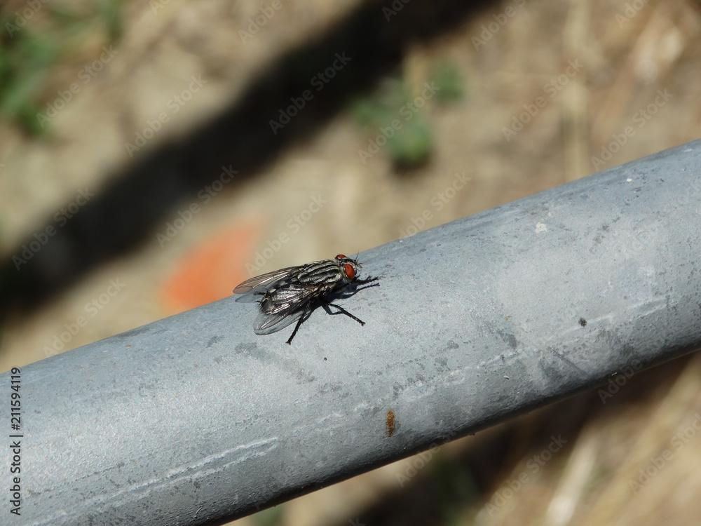 insetto mosca insetto mosca