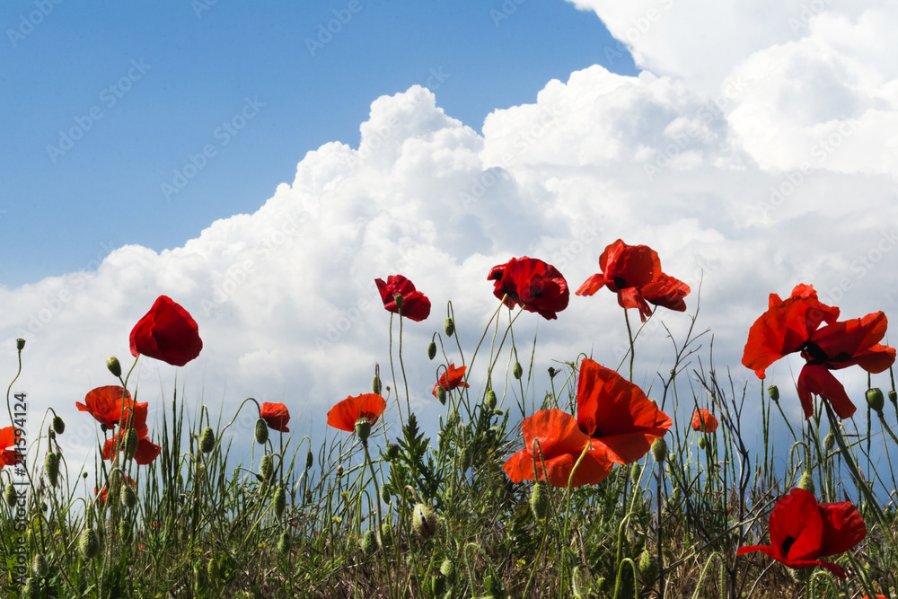 Obraz premium Amazing summer poppy field landscape against colorful sky and light clouds
