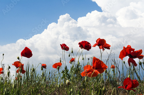 Amazing summer poppy field landscape against colorful sky and light clouds