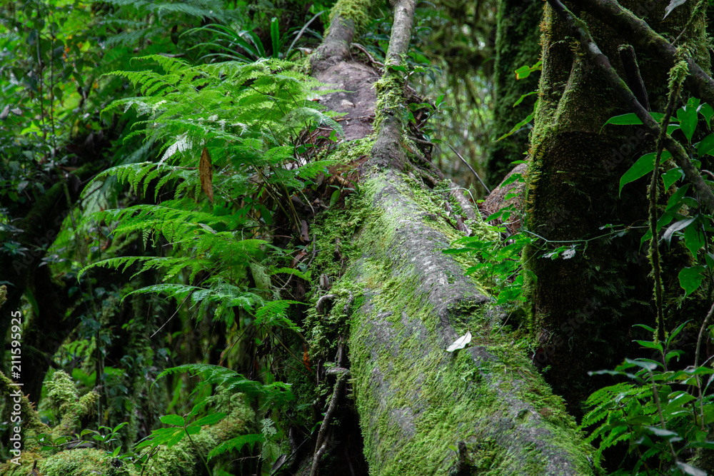 old tree in the rain forest. old tree in the rain forest.