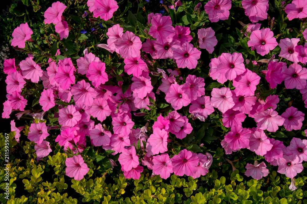 A petunia bush on a green background. Scenic view.