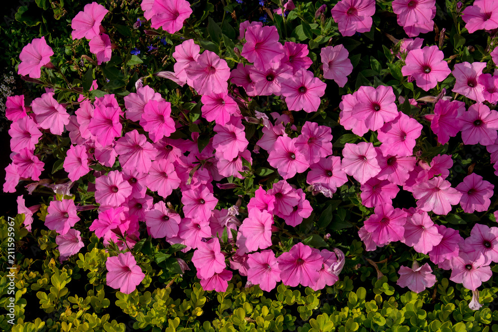 A petunia bush on a green background. Scenic view. A petunia bush on a green background. Scenic view.
