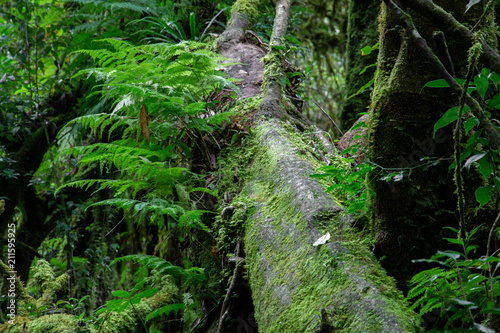 old tree in the rain forest.
