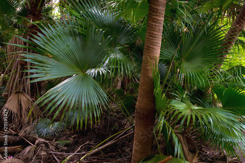 Branches of palms  trunks of palm trees in a tropical park. Scenic view.
