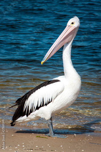 Large Pelican on the beach near water
