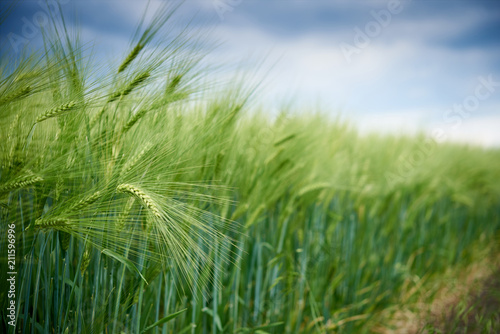 Farm green barley field
