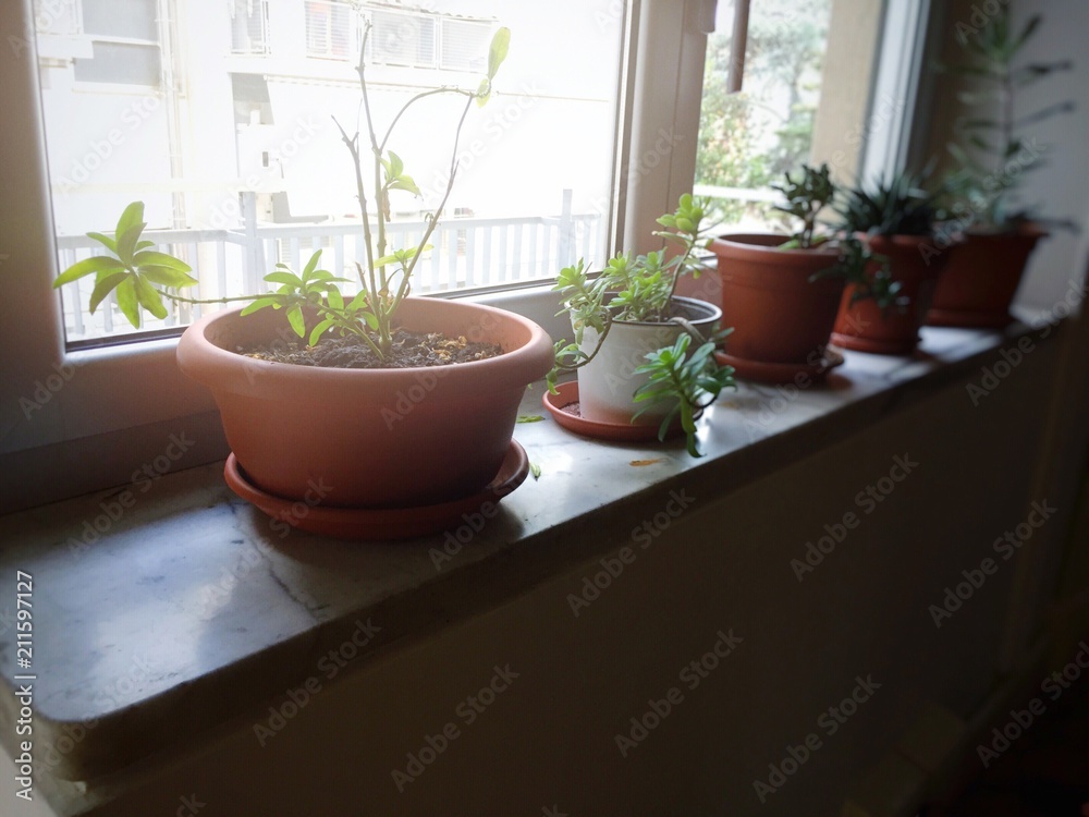 potted plants in a window sill potted plants in a window sill