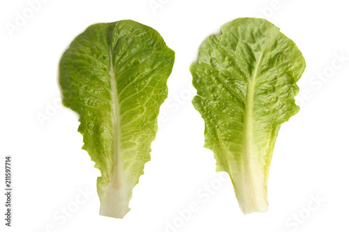 Green lettuce romaine