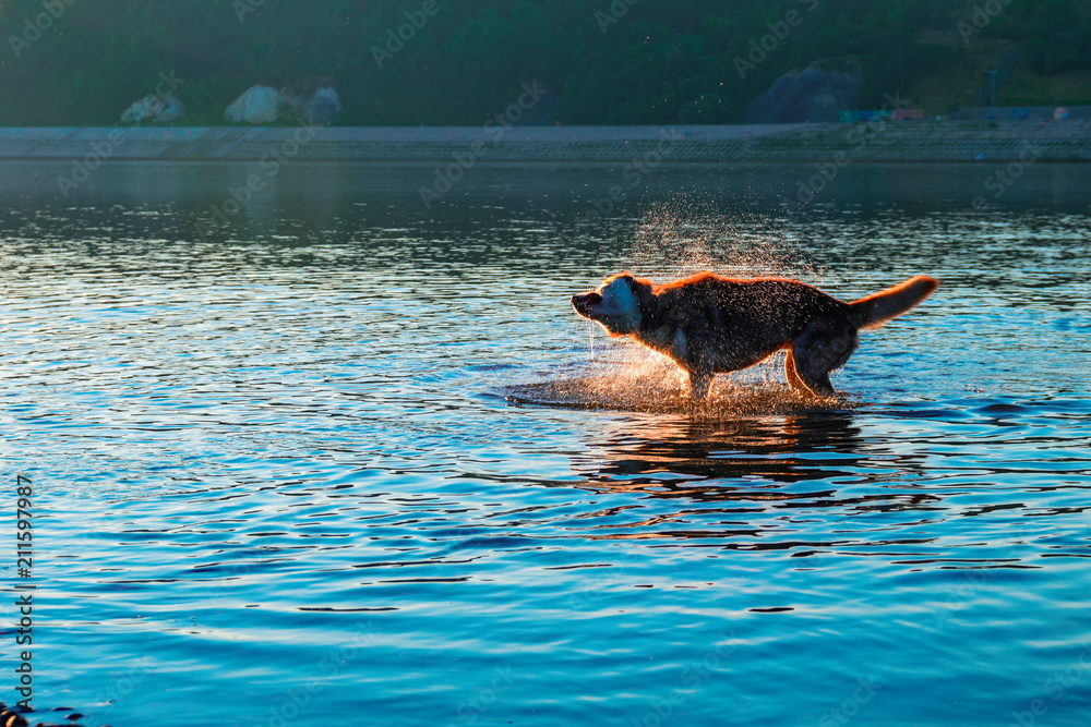 Dog shaking off water standing in shallow water. Evening landscape with a silhouette of a dog in the rays of the setting sun. 