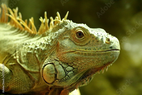 Green iguana © Алексей Грибков