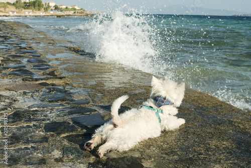 west highland white terrier on the shore of the summer sea © mtv2021