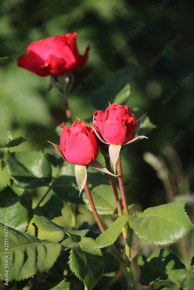 Bud of red rose