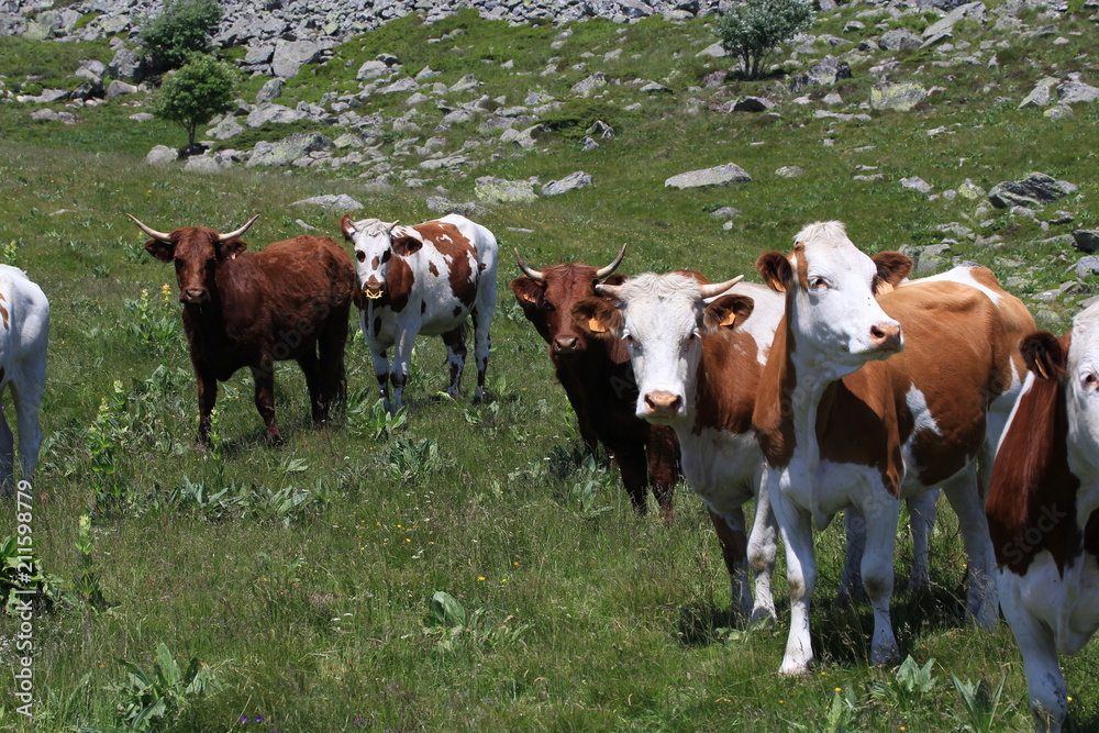 troupeau de vache en Auvergne