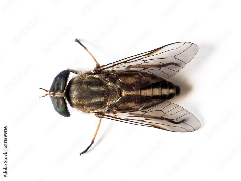 dead flies on white background dead flies on white background
