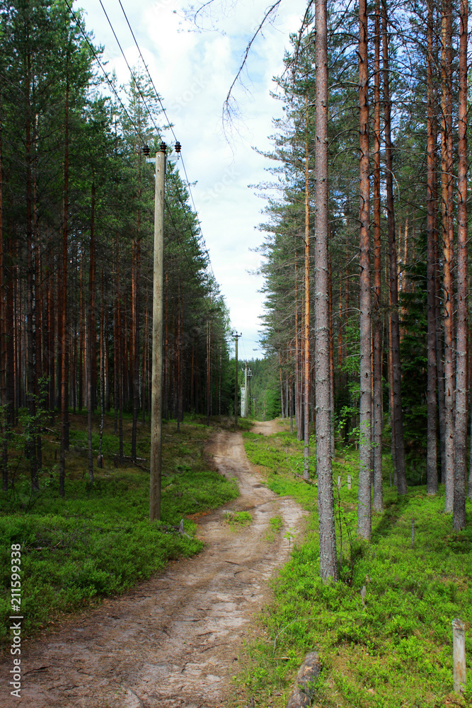 pine telegraph poles with wires stand along the road in a coniferous pine-spruce forest. pine telegraph poles with wires stand along the road in a coniferous pine-spruce forest.
