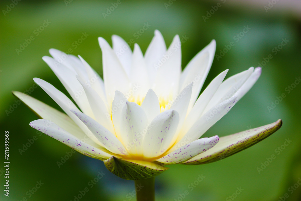 water lily on a pond water lily on a pond