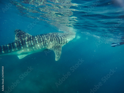 Tourists swim in the sea with whale sharks near the city of Oslob on the island of Cebu, Philippines. Watch the feeding of sharks in nature.. © rdv27