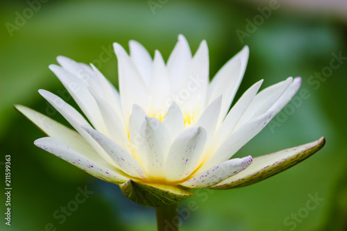 water lily on a pond