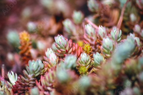 Close up on Sedum forsterianum plant, commonly known as Rocks stonecrop photo