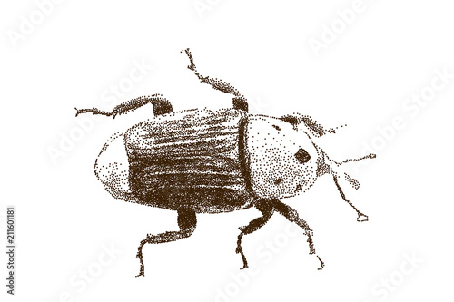 Weevil. Isolated on white b...
