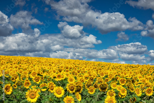 Sonnenblumen mit Quellwolken