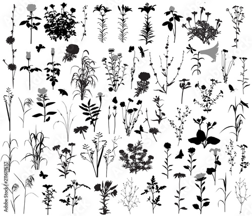 66 silhouettes of flowers and plants. 10 silhouettes of insects.