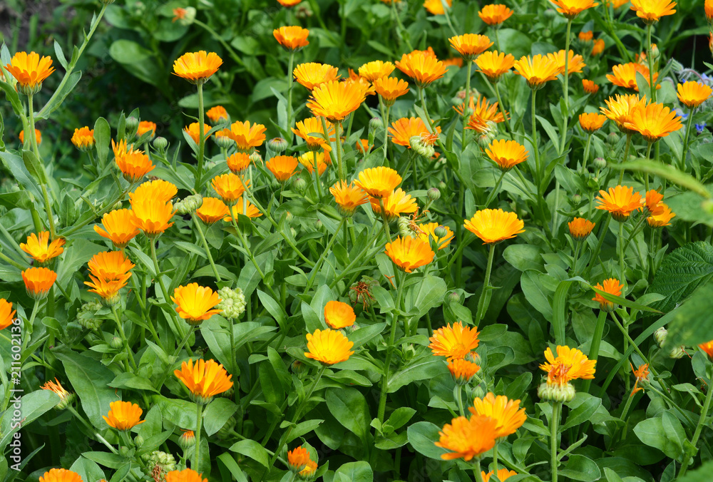 Calendula officinalis or Pot Marigold, Common Marigold, Scotch Marigold, Ruddles, Pot Marigold.